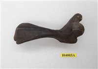 藏品(鱉上臂骨化石)的圖片